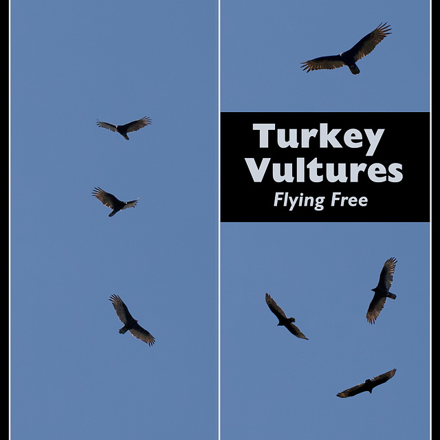 Turkey Vultures Flying Free