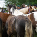 A large herd of horses at Appleby
