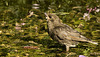 Young starling and frog