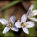 A Trio of Tiny Beauties: Nutall's Toothwort Blossoms