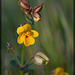 Seepspring Monkeyflower: The 50th Flower of Spring!