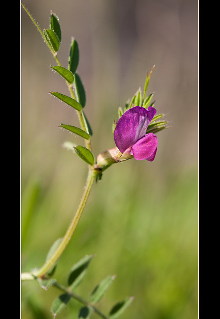 Common Vetch: The 47th Flower of Spring!