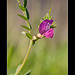 Common Vetch: The 47th Flower of Spring!