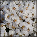 Delicate & Beautiful Yarrow Blossoms (2 more pix below)