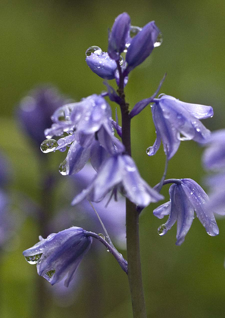 Bluebell in the rain