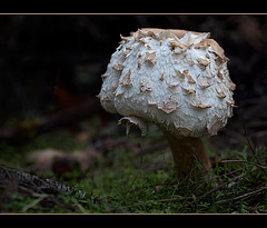 Nubbly Mushroom