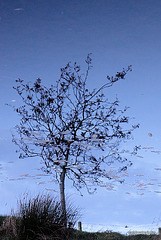 Reflections on the surface (inverted) 5146394206 o