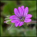 Lovely Little Weed: the Cut-Leaved Geranium Blossom