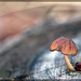 Mushroom Growing out of Trunk [EXPLORE] #4!! TYVM!!