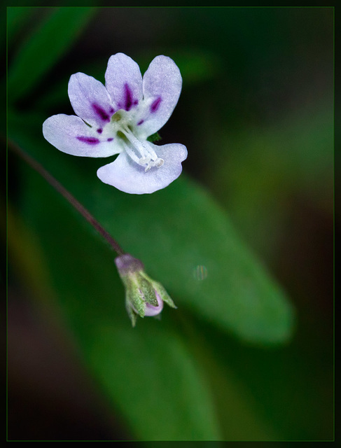 Small-flowered Tonella: The 45th Flower of Spring!