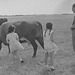 1968 - on Uncle Bernie's farm