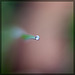 Single Tiny Droplet ath the Tip of a Blade of Grass