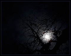 Moonlit Oak Tree "Twig Web"