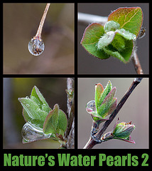 Nature's Water Pearls 2