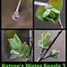 Nature's Water Pearls 2