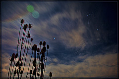 Teasel Crowd Looking up at Orion's Belt