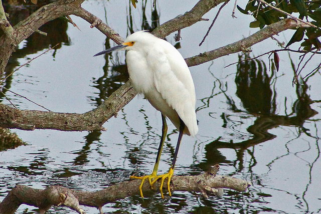 Snowy Egret #1 – Merritt Island, Florida
