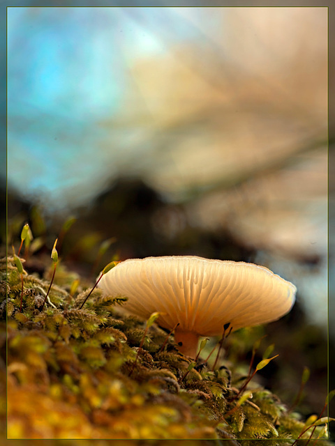 Glowing White Mushroom [Flickr Explore, my 1st]