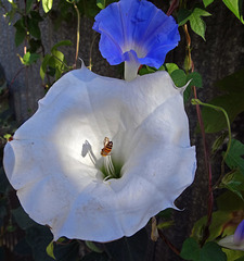 A Bee and the Queens of the Night and Morning . Moonflower and Morning Glorys