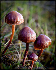Happy Shiny Mushroom Family