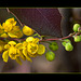 Oregon-grape Blossoms