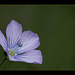 Beautiful Blue Flax Blossom