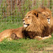 Two headed Lion