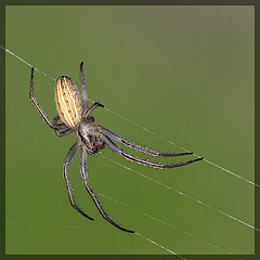 The Amazing Striped Orb Weaver Spider!