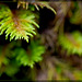 Green Feathers? No! Oregon Beaked Moss