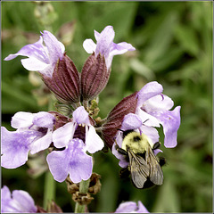 Bee on the Sage