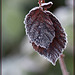 Frosted Pair of Blackberry Leaves
