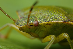 Green Shieldbug Portrait.