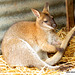 Wallaby playing!