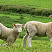 Lambs in the field