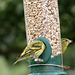 One or two Siskin(s)!