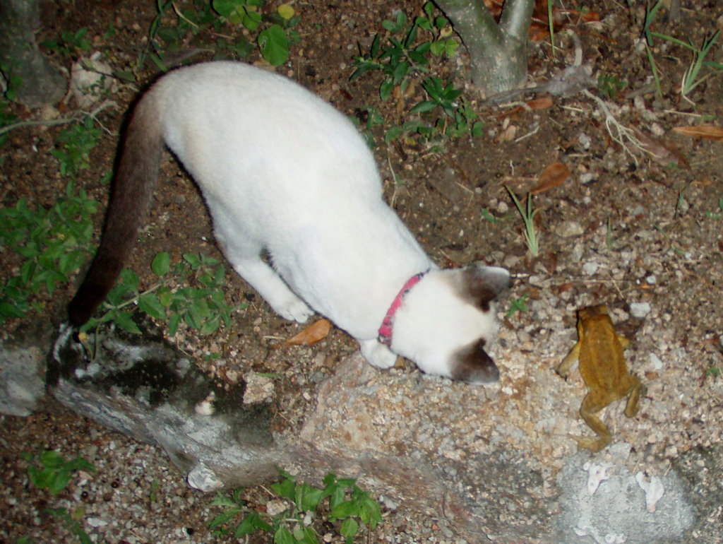 kitty finds a frog 1