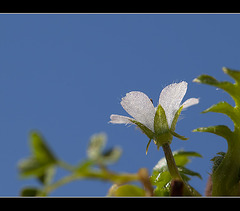 The 159th Flower of Spring & Summer: Sparkling Blossom (1 pic below)