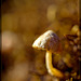 Mushroom in a Golden Glowing Light