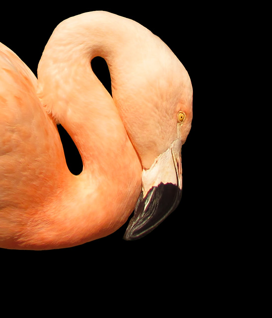 San Francisco Zoo: Chilean Flamingo