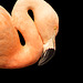 San Francisco Zoo: Chilean Flamingo