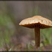 Meadow Mushroom Taking a Stroll
