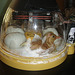 our first duckling hatches