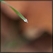 Another Tiny Pearl on a Blade of Grass