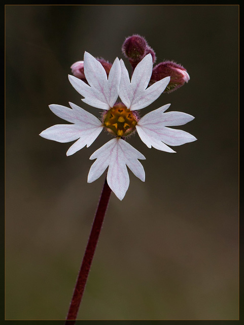 San Francisco Woodland Star: the 39th Flower of Spring!