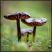 Mushroom Family