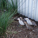 guinea fowl keets at 2 weeks old