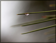 Pine Needle with Droplet