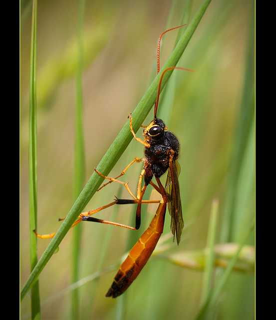 Beautiful Orange & Black Wasp
