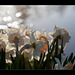 Daffodils in Silver Light