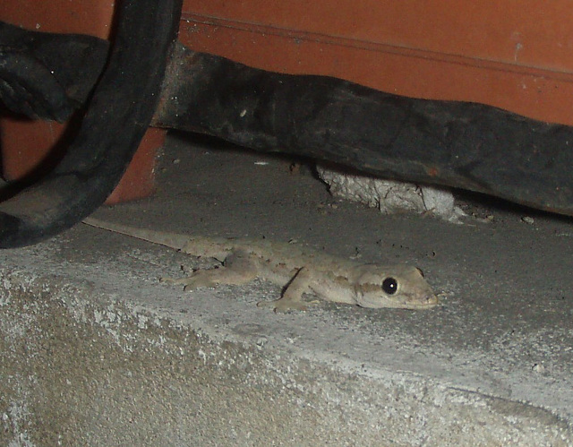 Bangkok gecko